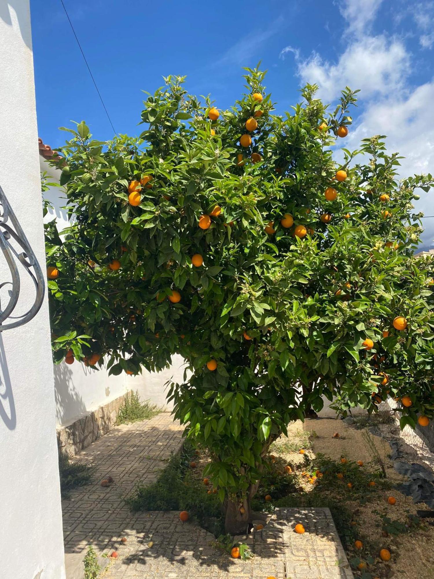 Villa Foya Blanca Foyes Blanques Esterno foto
